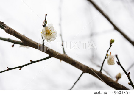 花 フラワー お花 49603355