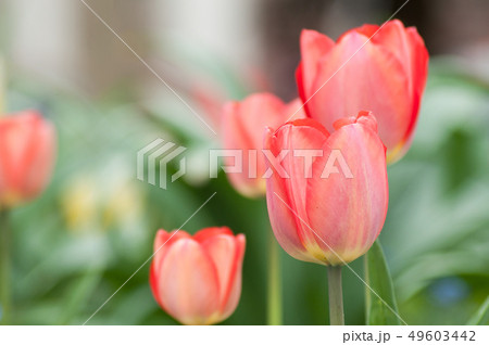 Closeup of living coral tulips in urban park 49603442