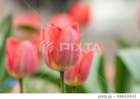 Closeup of living coral tulips in urban park 49603443