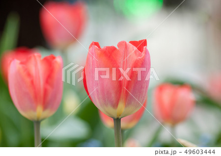 Closeup of living coral tulips in urban park 49603444