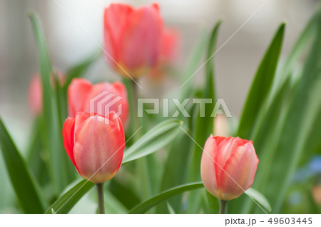 Closeup of living coral tulips in urban park 49603445
