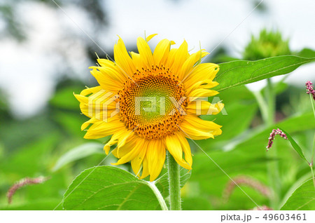ヒマワリ畑のヒマワリの黄色い花(頭状花序)をクローズアップで撮影した写真 ヒマワリ畑のヒマワリの黄色い花(頭状花序)をクローズアップで撮影した写真 49603461