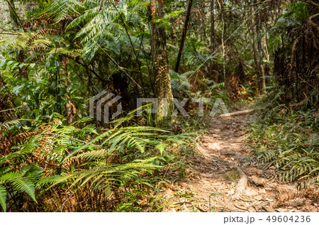 path with nobody at tropical forest 49604236