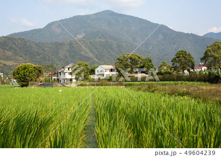 water bamboo(zizania latifolia) farm 49604239