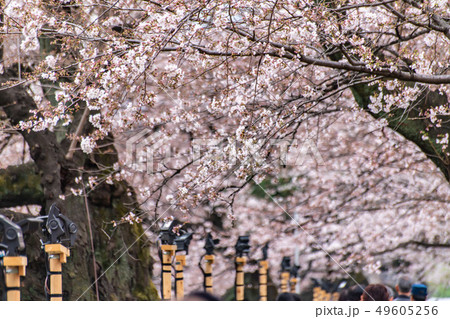 Cherry blossom (sakura),樓花,東京,tokyo,春天,spring Cherry blossom (sakura),樓花,東京,tokyo,春天,spring 49605256