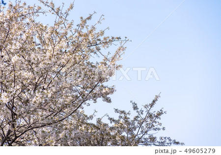 Cherry blossom (sakura),樓花,東京,tokyo,春天,spring Cherry blossom (sakura),樓花,東京,tokyo,春天,spring 49605279