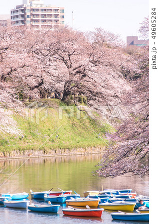 Cherry blossom (sakura),樓花,東京,tokyo,春天,spring Cherry blossom (sakura),樓花,東京,tokyo,春天,spring 49605284