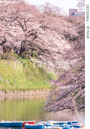 Cherry blossom (sakura),樓花,東京,tokyo,春天,spring Cherry blossom (sakura),樓花,東京,tokyo,春天,spring 49605285