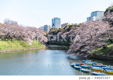 Cherry blossom (sakura),樓花,東京,tokyo,春天,spring Cherry blossom (sakura),樓花,東京,tokyo,春天,spring 49605307