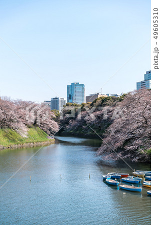 Cherry blossom (sakura),樓花,東京,tokyo,春天,spring Cherry blossom (sakura),樓花,東京,tokyo,春天,spring 49605310