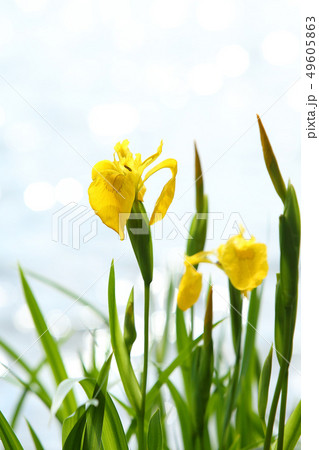 アヤメ　花　あやめ　キショウブ 49605863