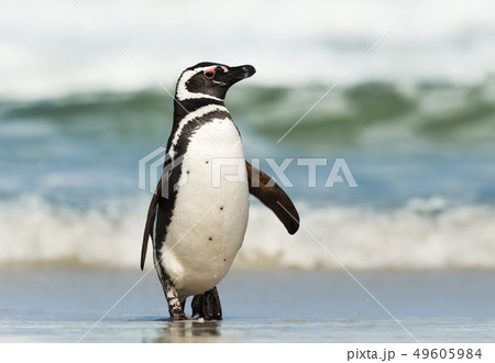 Magellanic penguin coming ashore on a sunny day 49605984