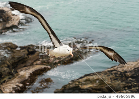 Close up of a Black-browed Albatross in flight Close up of a Black-browed Albatross in flight 49605996