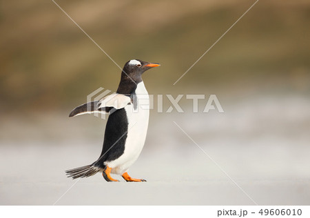 Gentoo penguin walking on a sandy beach 49606010