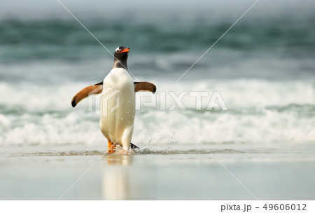 Gentoo penguin coming ashore from stormy waters 49606012