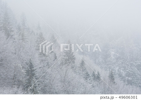 Winter forest. 49606301
