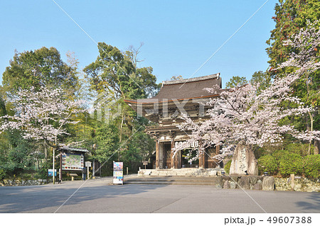 三井寺の桜 49607388