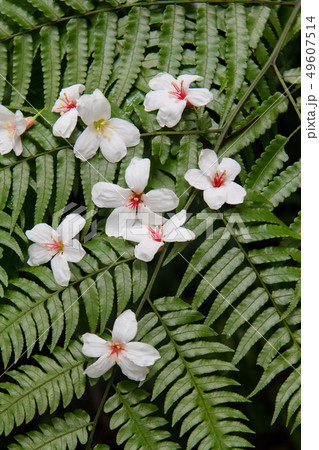 アブラギリ 花 フラワー 49607514