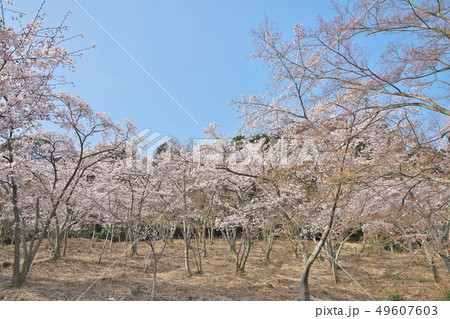 三井寺の桜 三井寺の桜 49607603