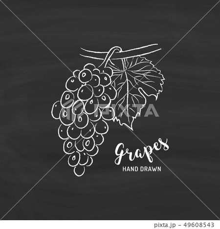 Grapes fruit drawing. Sketch of grapes with chalk on blackboard. Vector illustration 49608543