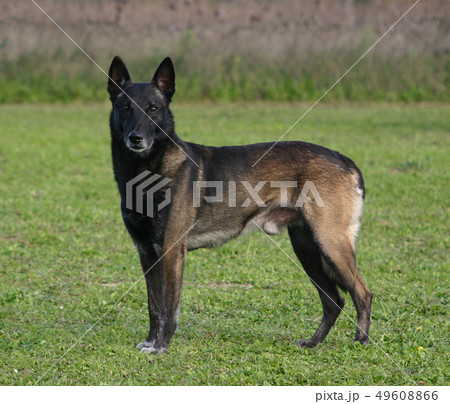 malinois malinois 49608866