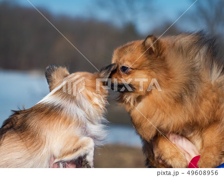 Two dogs whispering to each other. Close up. Two dogs whispering to each other. Close up. 49608956