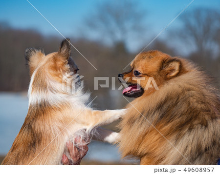 Spitz and Chihuahua dogs play with each other. 49608957