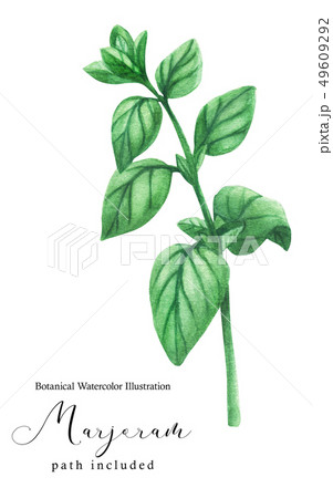 Marjoram green stem branch Marjoram green stem branch 49609292