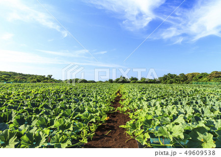 南瓜畑 南瓜畑 49609538