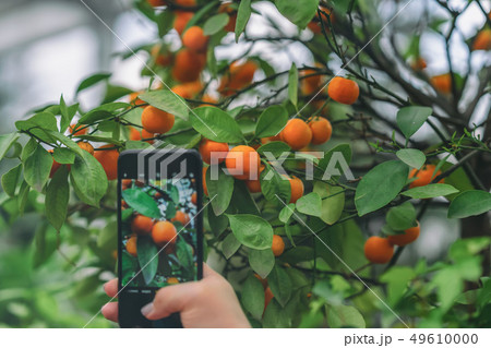 Hand with a smartphone photographing a bright orange mandarin fruit on citrus tree branch 49610000