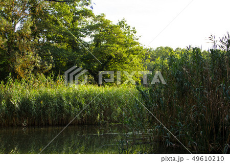 Rain forest Baltata reservation 49610210
