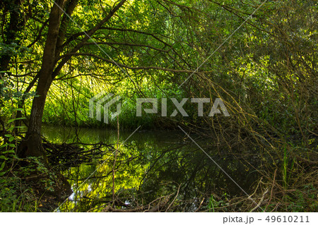 Rain forest Baltata reservation 49610211