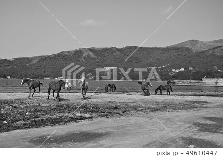 black and white artistic photo of horses on the black and white artistic photo of horses on the 49610447
