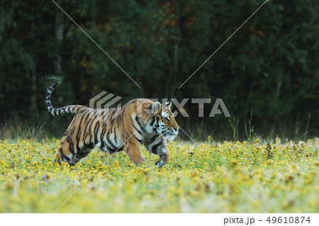 Amur tiger running in the grass on meadow - 49610874