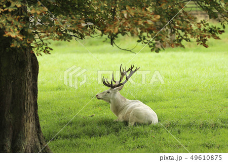 The rare whire colored red deer - Cervus elaphus - 49610875