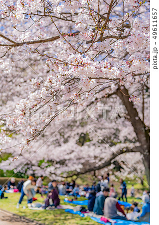 静岡県富士市岩本山公園の桜 49611657