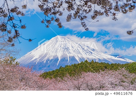 静岡県富士市岩本山公園の桜と富士山 49611676