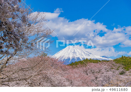 静岡県富士市岩本山公園の桜と富士山 49611680