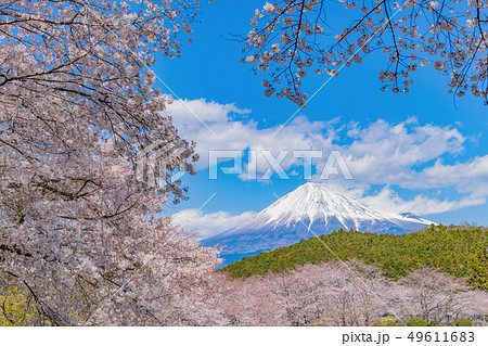 静岡県富士市岩本山公園の桜と富士山 49611683
