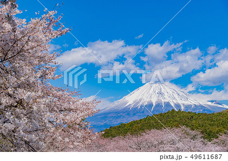 静岡県富士市岩本山公園の桜と富士山 49611687