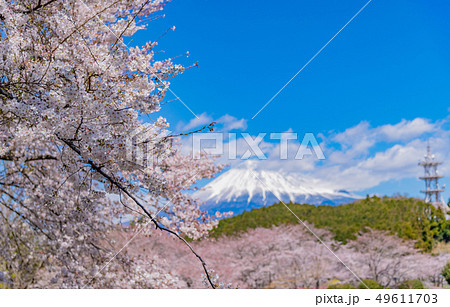 静岡県富士市岩本山公園の桜と富士山 49611703