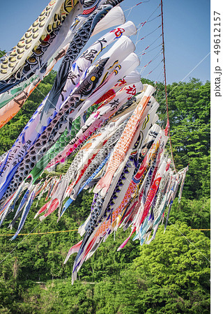泳げ鯉のぼり 相模川 の写真素材
