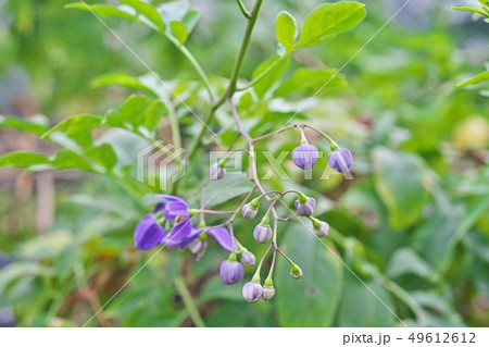 紫色のソラヌム シーフォーシアヌムの花 紫色のソラヌム シーフォーシアヌムの花 49612612