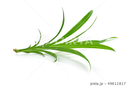 Pandan Leaves isolated on white background 49612817