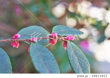 ピンクのトキワマンサクの蕾 49613853