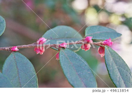 ピンクのトキワマンサクの蕾 49613854
