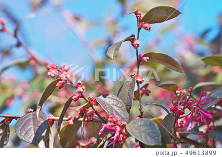 ピンクのトキワマンサクの蕾 49613899