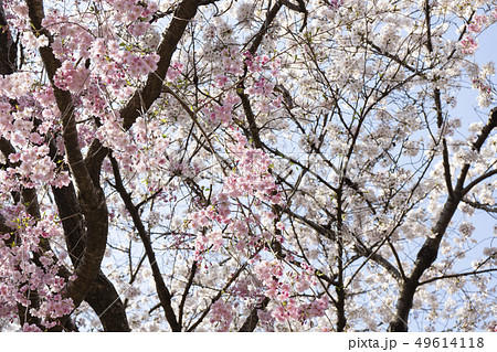 八重桜とソメイヨシノ 49614118