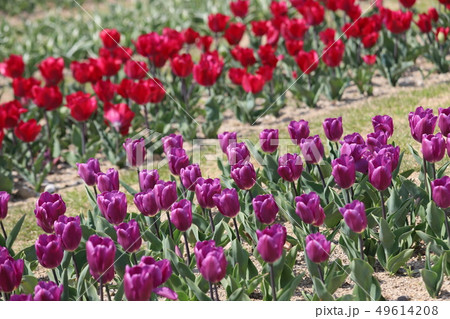 馬見丘陵公園の春景色 49614208