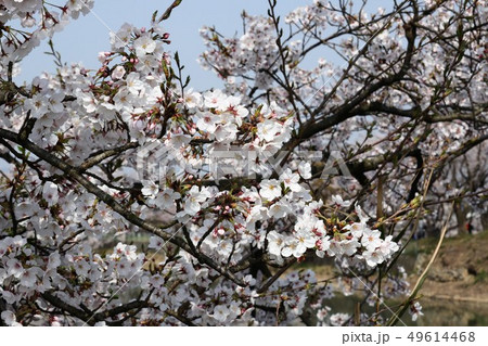 藤原京 菜の花と桜 藤原京 菜の花と桜 49614468